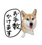 イラストとコラボのコーギー犬（個別スタンプ：16）