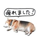 イラストとコラボのコーギー犬（個別スタンプ：32）