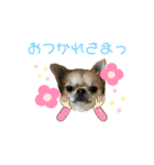 ぽむりんちゃぴ家 第一弾（個別スタンプ：4）