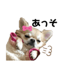 ぽむりんちゃぴ家 第二弾（個別スタンプ：1）