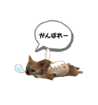 ぽむりんちゃぴ家 第二弾（個別スタンプ：5）
