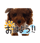 かわいいピノちゃん（個別スタンプ：1）