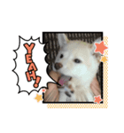 まさおの日常U^ェ^U（個別スタンプ：1）