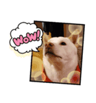 まさおの日常U^ェ^U（個別スタンプ：6）