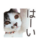 長足三毛猫いおりん（個別スタンプ：1）