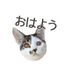 長足三毛猫いおりん（個別スタンプ：6）