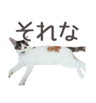 長足三毛猫いおりん（個別スタンプ：8）