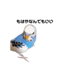 セキセイインコのちぃーちゃんです4（個別スタンプ：1）