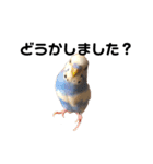 セキセイインコのちぃーちゃんです4（個別スタンプ：3）