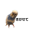 セキセイインコのちぃーちゃんです4（個別スタンプ：4）