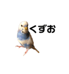 セキセイインコのちぃーちゃんです4（個別スタンプ：5）