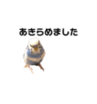セキセイインコのちぃーちゃんです4（個別スタンプ：6）