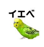 セキセイインコのちぃーちゃんです4（個別スタンプ：8）