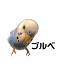 セキセイインコのちぃーちゃんです4（個別スタンプ：9）
