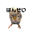 セキセイインコのちぃーちゃんです4（個別スタンプ：11）