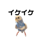 セキセイインコのちぃーちゃんです4（個別スタンプ：12）
