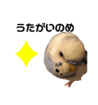 セキセイインコのちぃーちゃんです4（個別スタンプ：14）