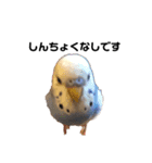 セキセイインコのちぃーちゃんです4（個別スタンプ：16）