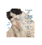 香辛料ファミリー⑥（個別スタンプ：1）