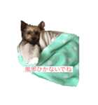 下山家愛犬（個別スタンプ：2）