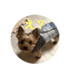 下山家愛犬（個別スタンプ：3）