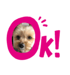 下山家愛犬（個別スタンプ：5）