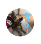 下山家愛犬（個別スタンプ：6）
