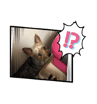下山家愛犬（個別スタンプ：8）