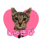 元気なサニー（個別スタンプ：3）