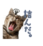 元気なサニー（個別スタンプ：7）