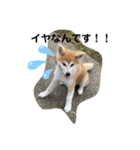秋田犬ひまの日常スタンプ（個別スタンプ：1）