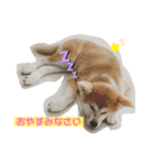 秋田犬ひまの日常スタンプ（個別スタンプ：2）