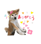秋田犬ひまの日常スタンプ（個別スタンプ：4）