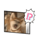 秋田犬ひまの日常スタンプ（個別スタンプ：5）