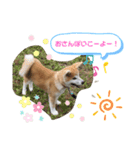 秋田犬ひまの日常スタンプ（個別スタンプ：8）