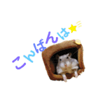 はちこだよ！（個別スタンプ：3）