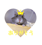 はちこだよ！（個別スタンプ：4）