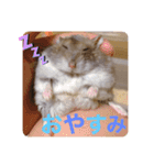 はちこだよ！（個別スタンプ：5）