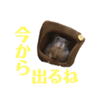 はちこだよ！（個別スタンプ：6）