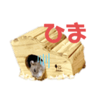はちこだよ！（個別スタンプ：7）