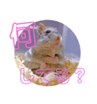 はちこだよ！（個別スタンプ：8）