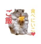 はちこだよ！（個別スタンプ：13）