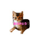 mo'scat'sfam（個別スタンプ：1）