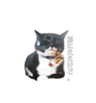mo'scat'sfam（個別スタンプ：2）