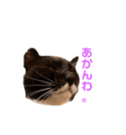 mo'scat'sfam（個別スタンプ：3）