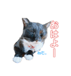 mo'scat'sfam（個別スタンプ：4）