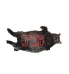 mo'scat'sfam（個別スタンプ：5）