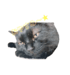 mo'scat'sfam（個別スタンプ：6）