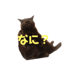 mo'scat'sfam（個別スタンプ：8）