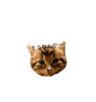 mo'scat'sfam（個別スタンプ：9）